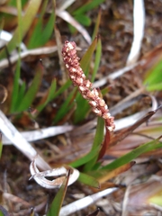 Tetroncium magellanicum