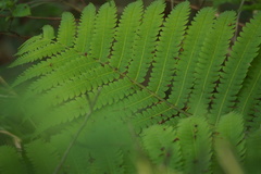 Pentarhizidium orientale