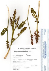 Botrychium minganense