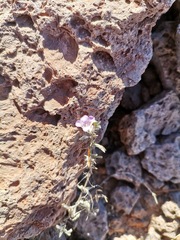 Dyschoriste decumbens