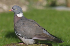 Common Wood Pigeon photo 1