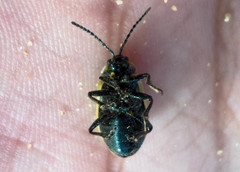 Galeruca interrupta