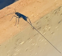 Dotocryptus bellicosus