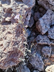 Dyschoriste decumbens
