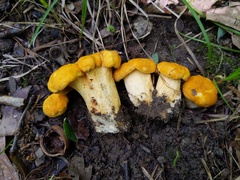 Cantharellus phasmatis