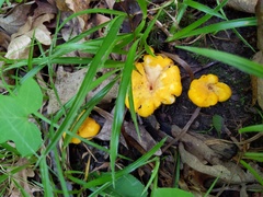Cantharellus phasmatis