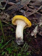 Cantharellus phasmatis