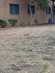 Sciurus carolinensis