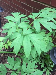 Lamprocapnos spectabilis