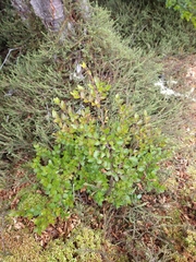 Nothofagus betuloides