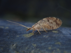 Hemerobius humulinus