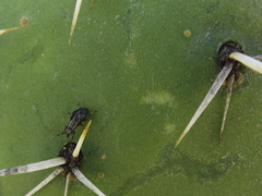 Stictomyia longicornis