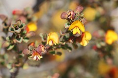Pultenaea heterochila