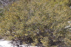 Pultenaea heterochila