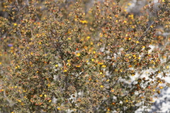 Pultenaea heterochila