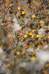 Pultenaea heterochila