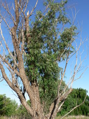 Salix mucronata mucronata
