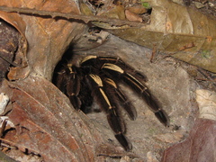 Ephebopus murinus