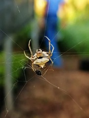 Verrucosa undecimvariolata