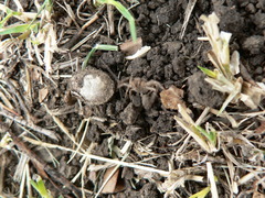 Xysticus natalensis