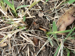 Xysticus natalensis