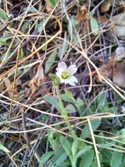Cerastium texanum