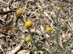 Pentzia globosa