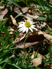 Dimorphotheca caulescens