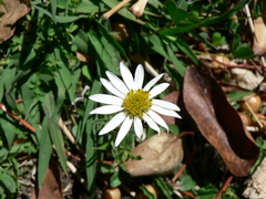 Dimorphotheca caulescens