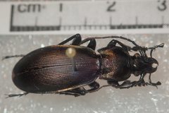 Carabus purpurascens