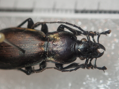 Carabus purpurascens