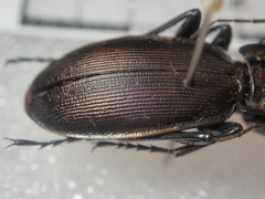 Carabus purpurascens