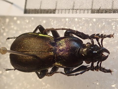 Carabus purpurascens