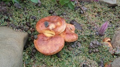 Armillaria heimii