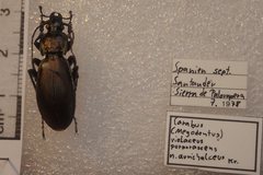Carabus purpurascens