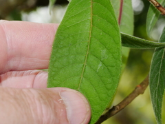 Fuchsia boliviana luxurians