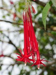Fuchsia boliviana luxurians