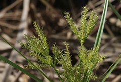 Cyperus digitatus