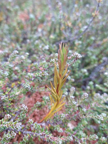 Image of Nanodea muscosa by (c) Pablo, some rights reserved (CC BY)