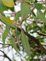 Fuchsia boliviana luxurians