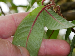 Fuchsia boliviana luxurians