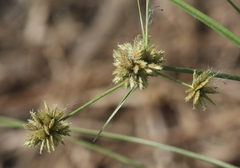 Cyperus elegans