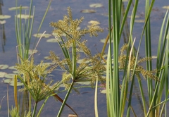 Cyperus digitatus