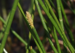 Eleocharis interstincta