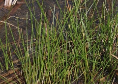 Eleocharis interstincta