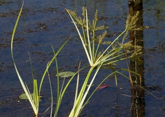 Cyperus digitatus