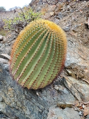 Ferocactus diguetii diguetii