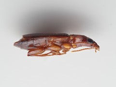 Plochionus timidus