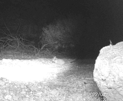 Desert Woodrat (Neotoma lepida)