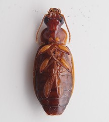 Plochionus timidus